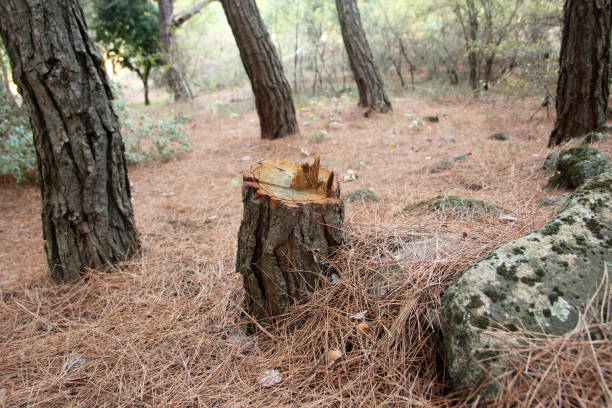 Trusted Alamosa, CO Tree Care Experts