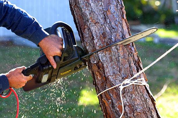 Mulching Services in Alamosa, CO