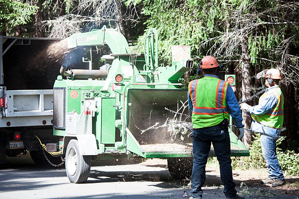 How Our Tree Care Process Works  in  Alamosa, CO